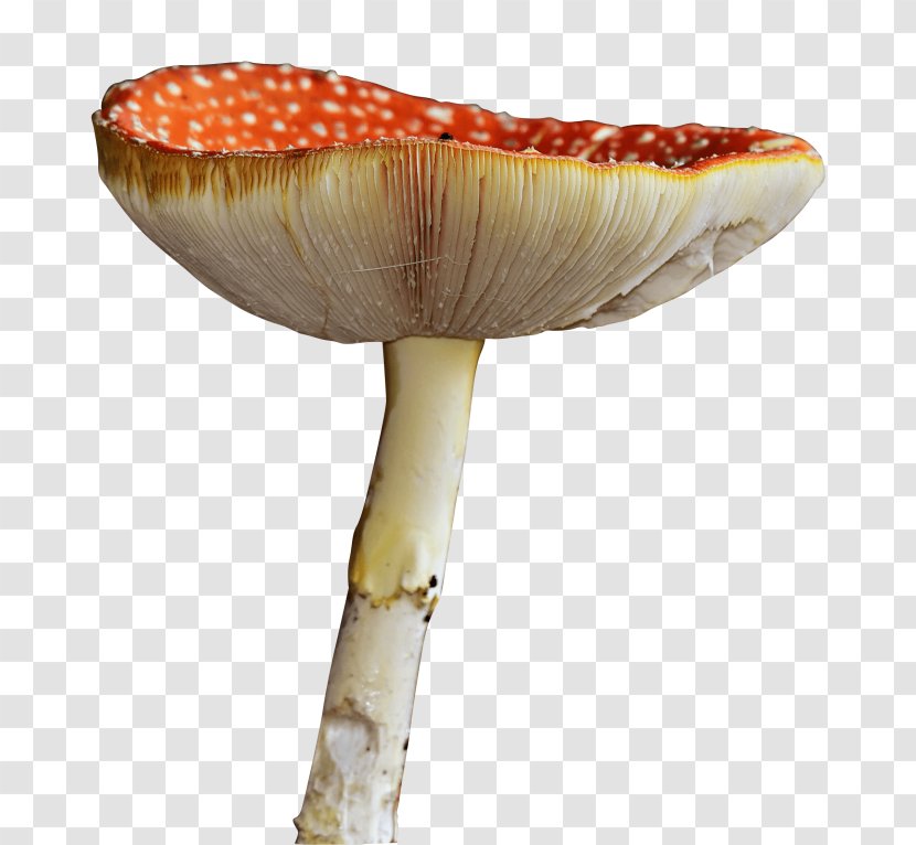 Mushroom Cartoon - Agaricaceae - Agaricus Plant Stem Transparent PNG