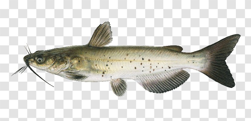 Channel Catfish Freshwater Fishes Of Nebraska: A Guide To Game Cod - Bass - Fish Transparent PNG