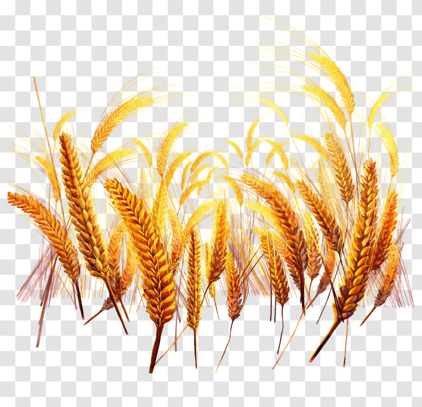 Bakery Food Wheat Bran Crop - Flower Growing Transparent PNG