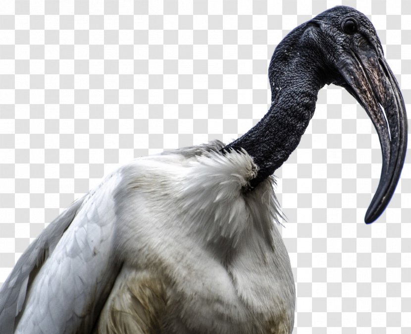 Bird Beak African Sacred Ibis - Ciconiiformes Transparent PNG