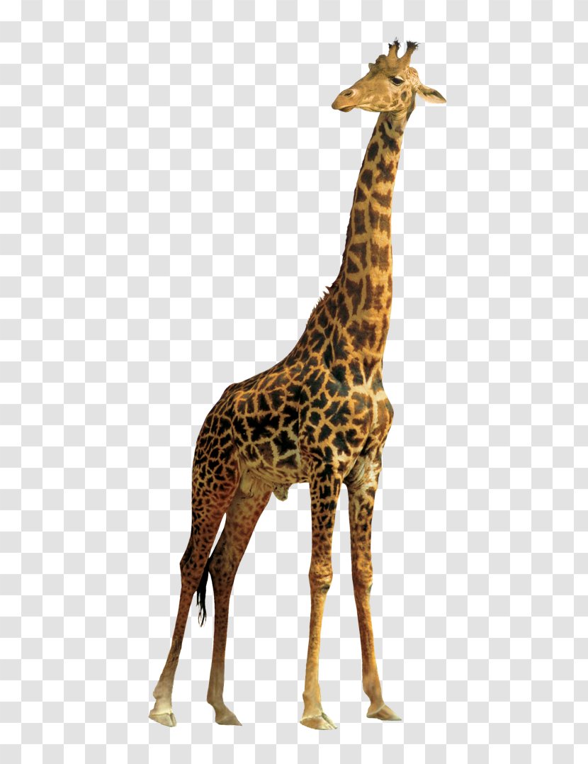 Northern Giraffe Masai Clip Art - Animal - Giraff Transparent PNG