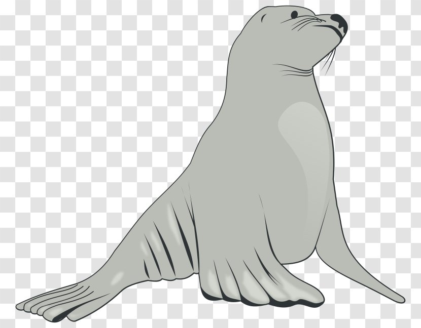 Sea Lion Clip Art - Line - Gray Lions Transparent PNG