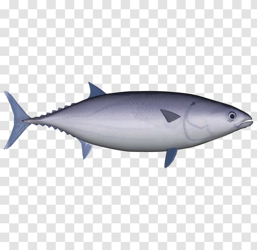 True Tunas Skipjack Tuna Yellowfin Pelagic Fish Mahi-mahi - Herring Transparent PNG