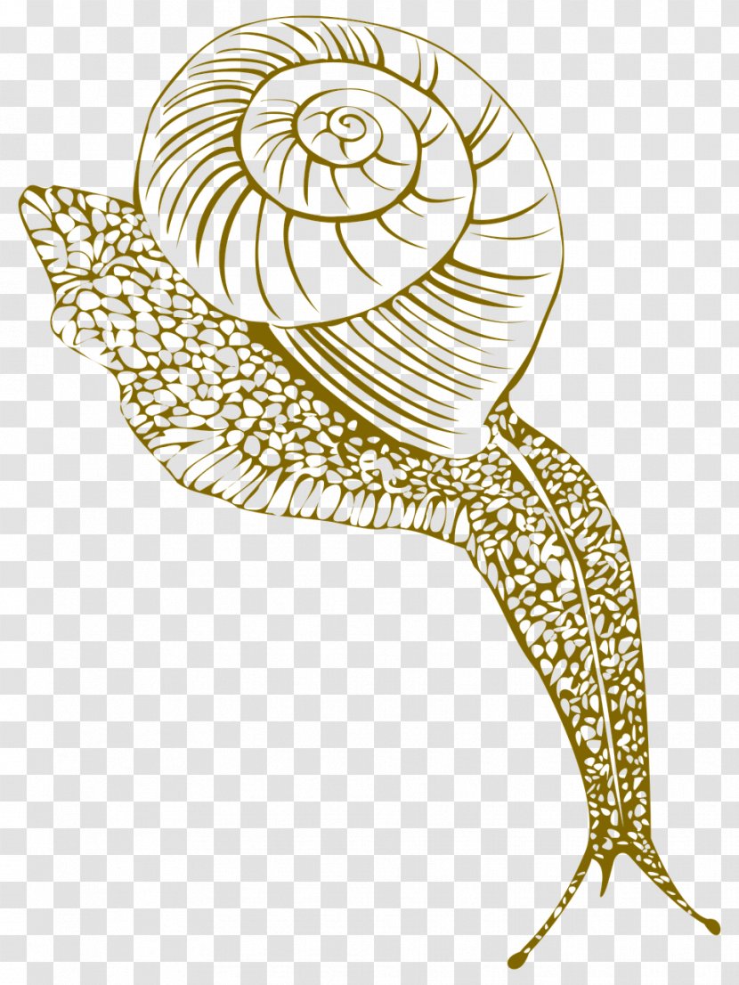Gastropods Snail Gastropod Shell Seashell - Molluscs - Snails Transparent PNG