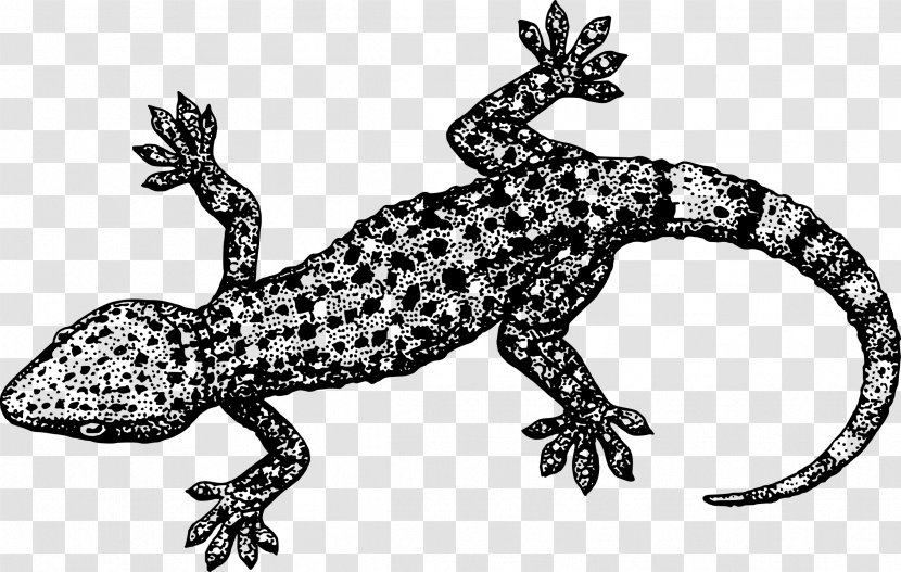Lizard Reptile Gecko Clip Art - Vertebrate Transparent PNG