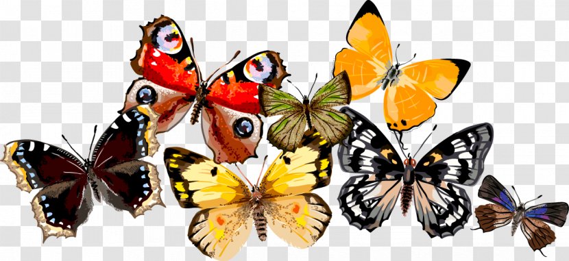 Monarch Butterfly Moth Drawing - Insect Transparent PNG