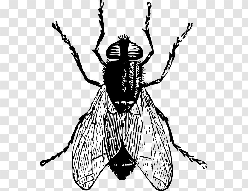 Insect Fly Drawing Clip Art - Pollinator - Bug Transparent PNG