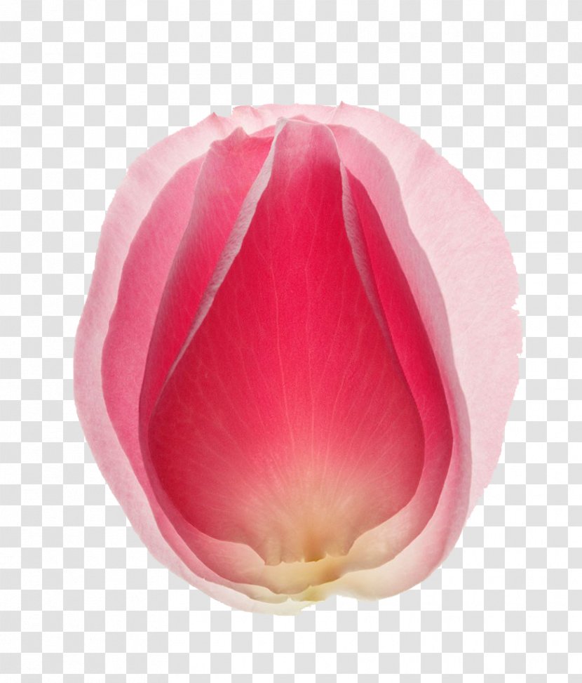 Download Application Software Wallpaper - Close Up - Pink Rose Petals Transparent PNG