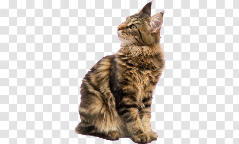 Maine Coon Raccoon Kitten Ragdoll Pet Sitting - Breed Transparent PNG