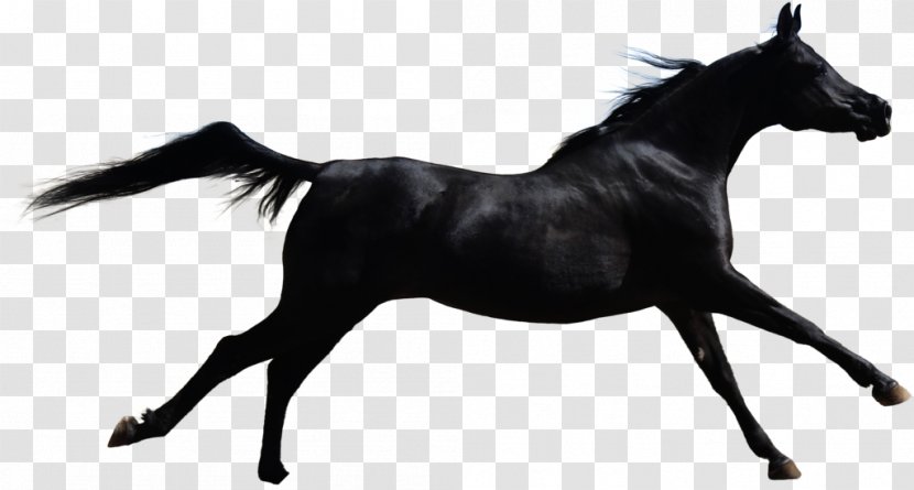 Mustang Stallion Mare American Paint Horse Colt - Halter Transparent PNG