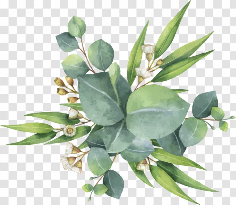 Eucalyptus Polyanthemos Watercolor Painting - Plant Transparent PNG