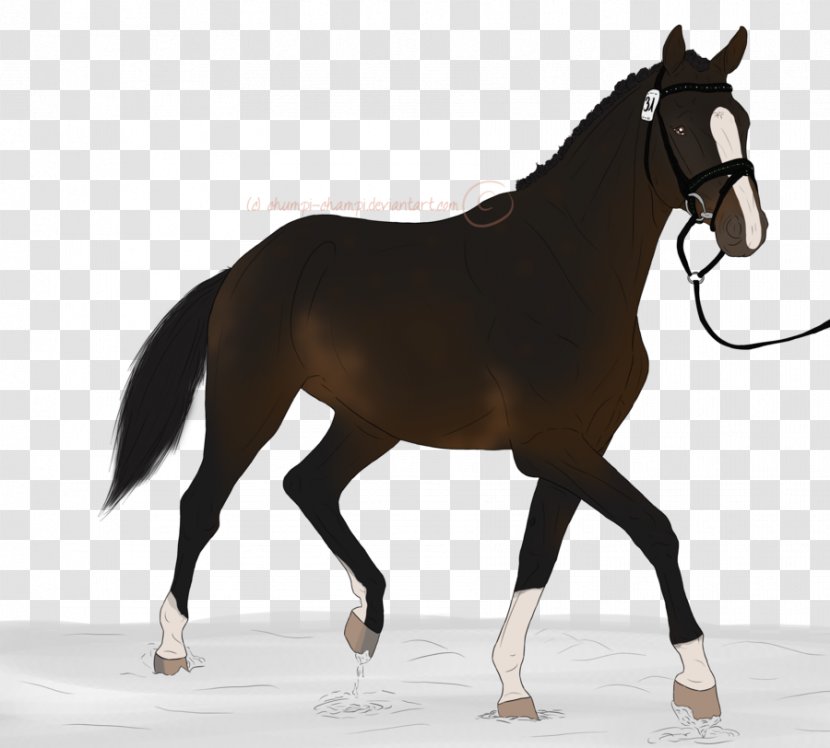 Stallion Equestrian Rein English Riding Mustang - Colt Transparent PNG