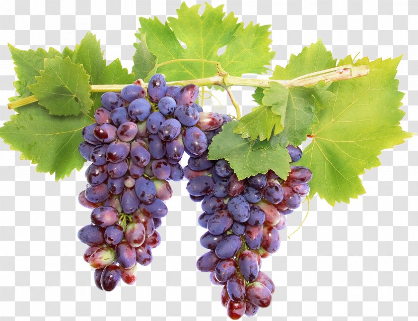 Sauvignon Blanc Sultana Wine Grape Cabernet - Food Transparent PNG