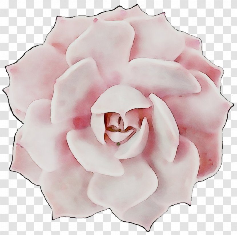 Garden Roses Cabbage Rose Floribunda Petal Cut Flowers - Gardenia Transparent PNG