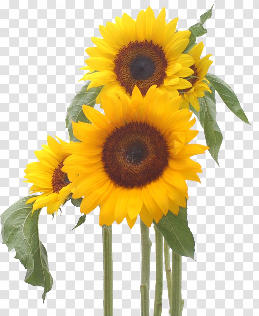Common Sunflower Happiness Cut Flowers Smile - Oil Transparent PNG
