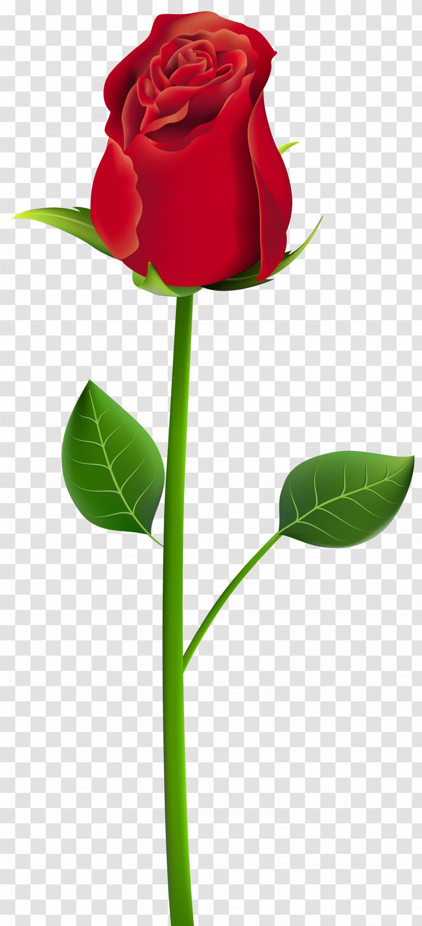 Stock Photography Rose Royalty-free Clip Art - Bud Transparent PNG