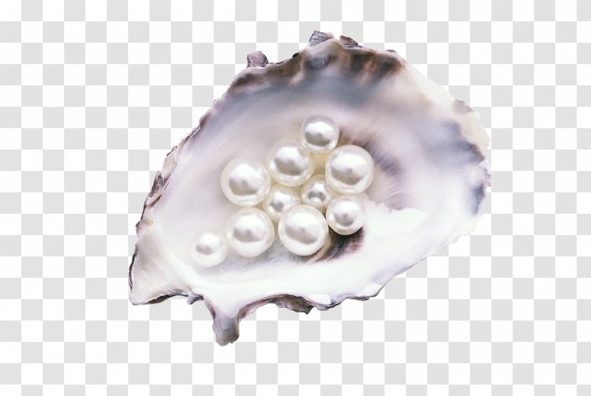 Pearl Oyster Gemstone Mussel Jewellery - Seashell - Seashells Transparent PNG