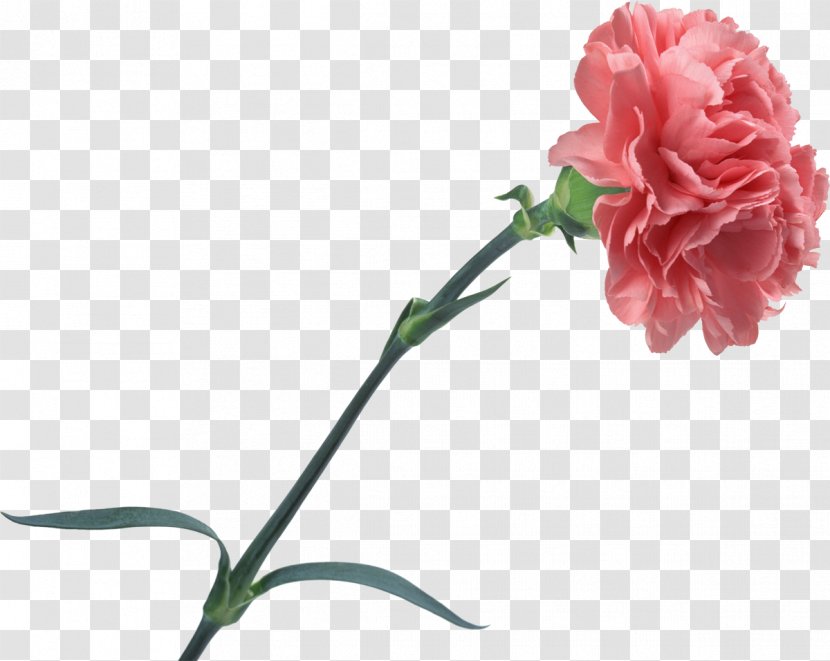 Carnation Cut Flowers Rose - Family - CARNATION Transparent PNG