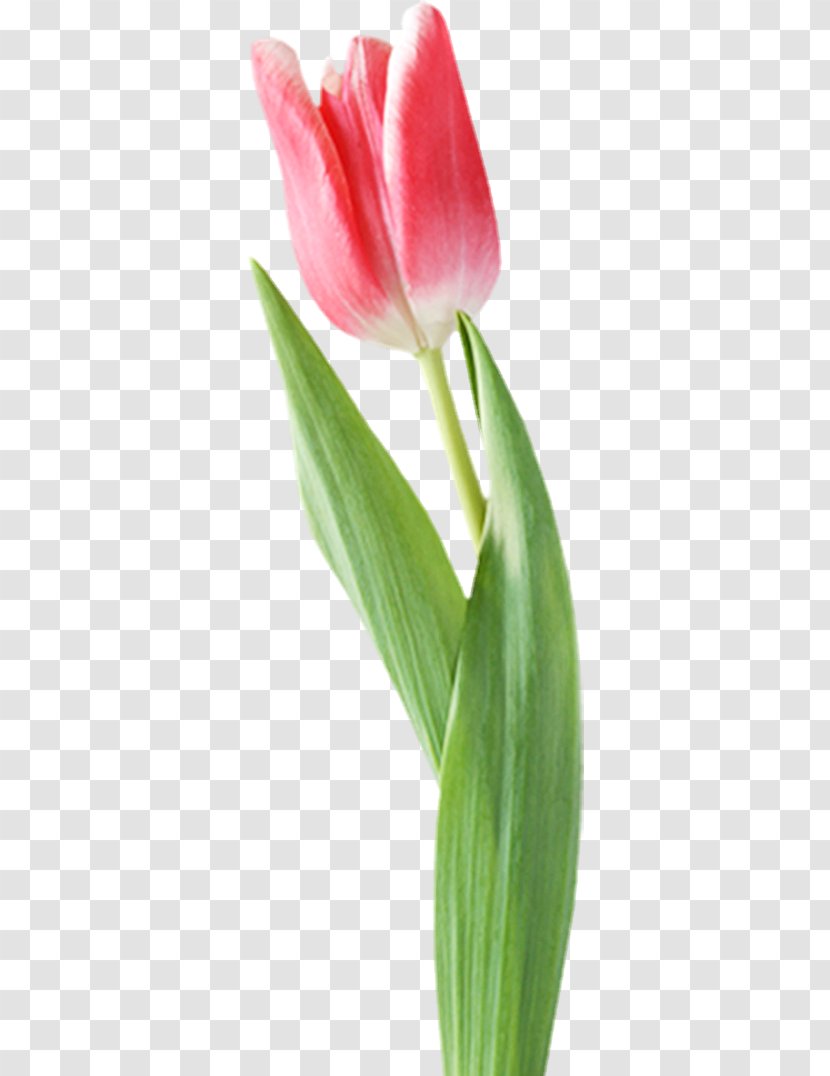 Tulip Amaryllis Cut Flowers Jersey Lily Blog - Belladonna Transparent PNG