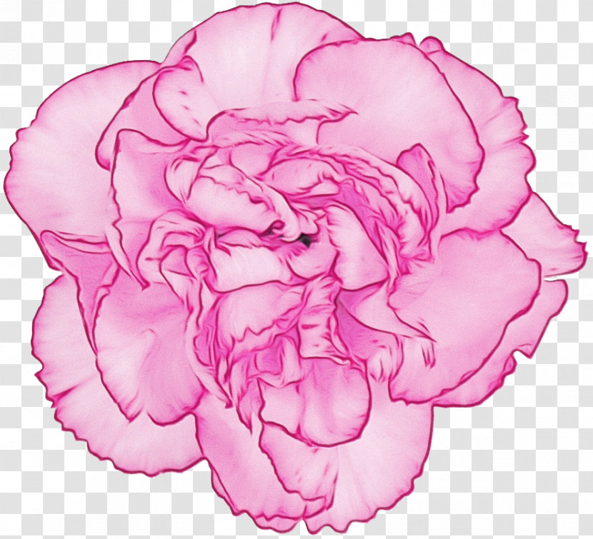 Garden Roses Transparent PNG