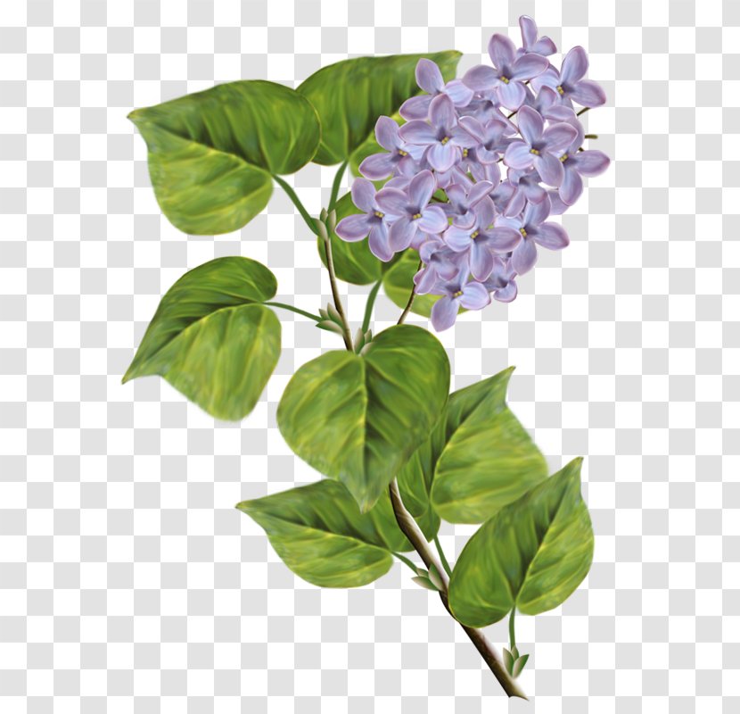 Syringa Xd7 Persica Clip Art - Violet - Lilac Transparent PNG