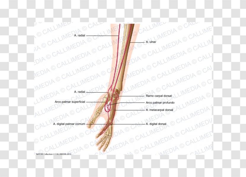 Finger Artery Forearm Hand Human Anatomy - Cartoon Transparent PNG