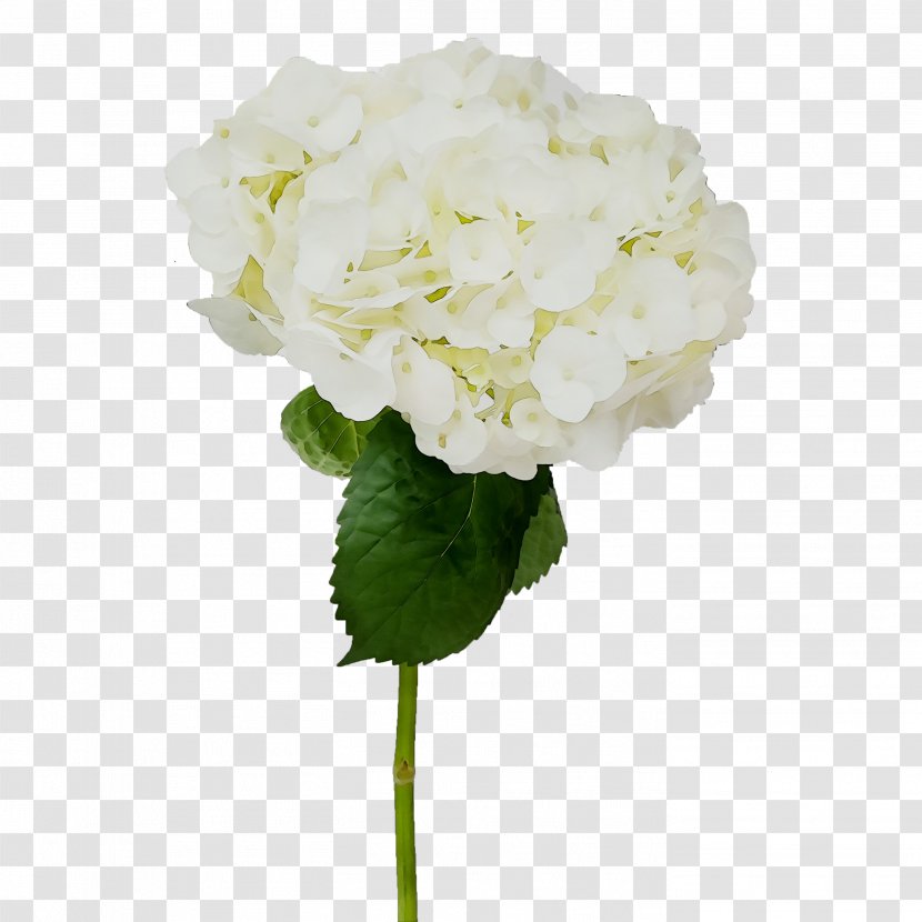 Hydrangea Cut Flowers Petal Artificial Flower - Viburnum Transparent PNG