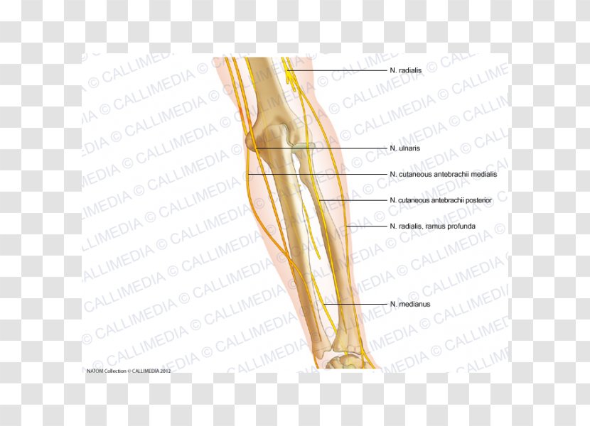 Thumb Elbow Medial Cutaneous Nerve Of Forearm - Watercolor - Median Transparent PNG