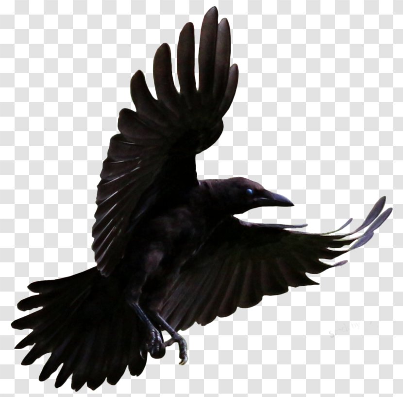 Clip Art Common Raven Bird Brains: The Intelligence Of Crows, Ravens, Magpies, And Jays - Feather - Crow Transparent PNG