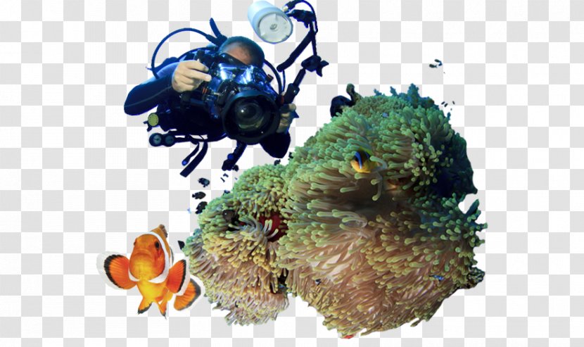 Coral Reef - Diving For Sunken Treasure Transparent PNG