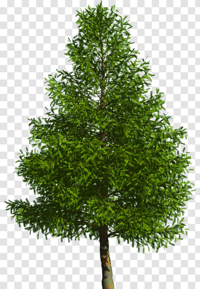 Evergreen Tree Pine Douglas Fir - Conifer Transparent PNG