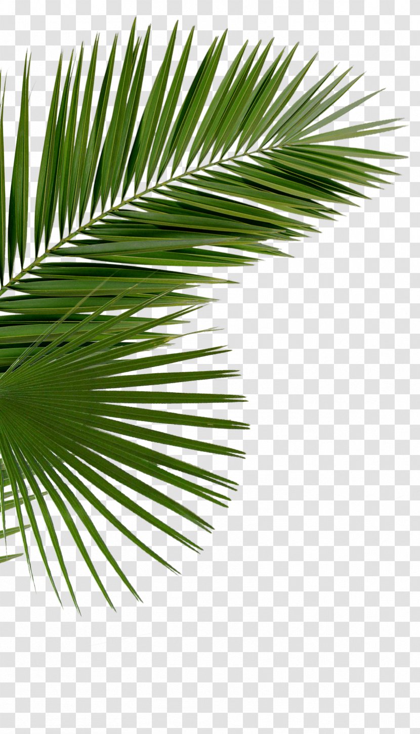 Asian Palmyra Palm Arecaceae Saw Palmetto Branch Palm-leaf Manuscript - Plant Stem - Date Transparent PNG