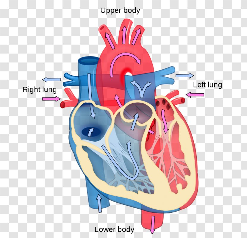 Heart Diagram Anatomy Human Body Circulatory System - Frame Transparent PNG