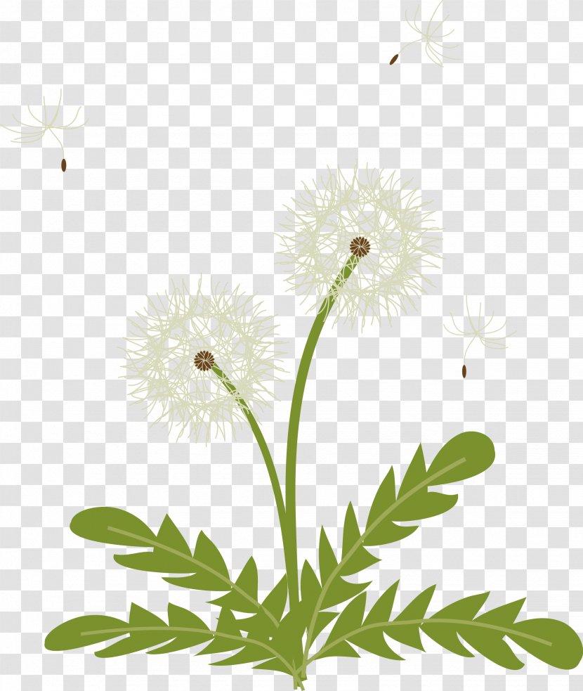 Common Daisy Clip Art Oxeye Drawing - Roman Chamomile Transparent PNG