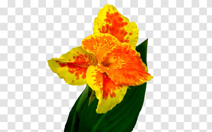 Canna Indica Flower - Narcissus - Cannabis Pictures Transparent PNG