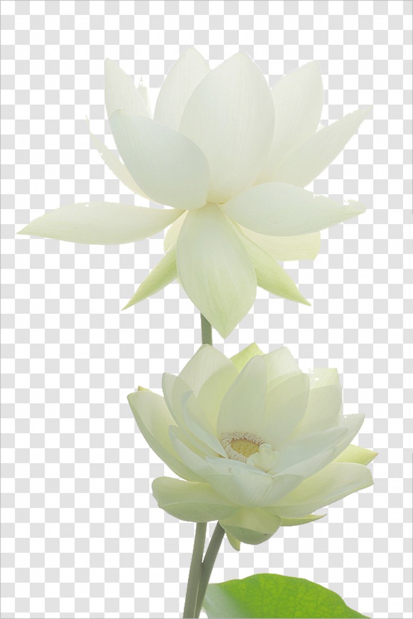 Nelumbo Nucifera Lotus Pond Egyptian Flower Nymphaea Alba - Symbol - Noble White Picture Material Transparent PNG