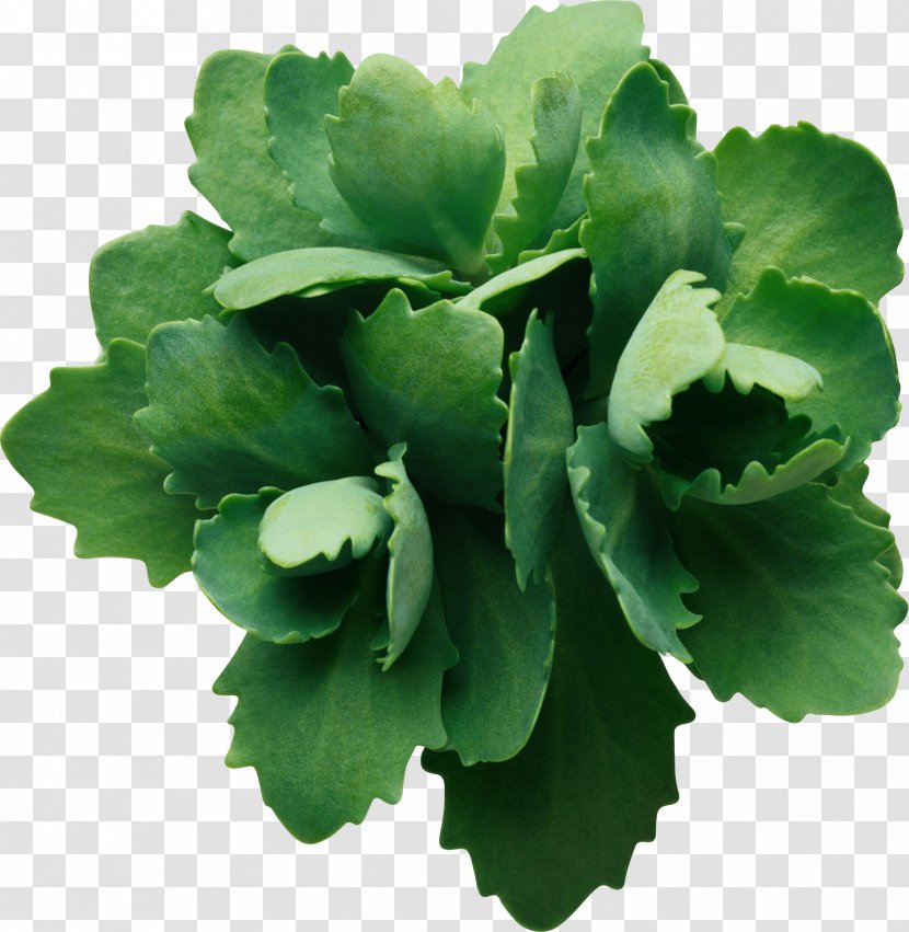 Leaf Image Resolution - Herb - Succulents Transparent PNG