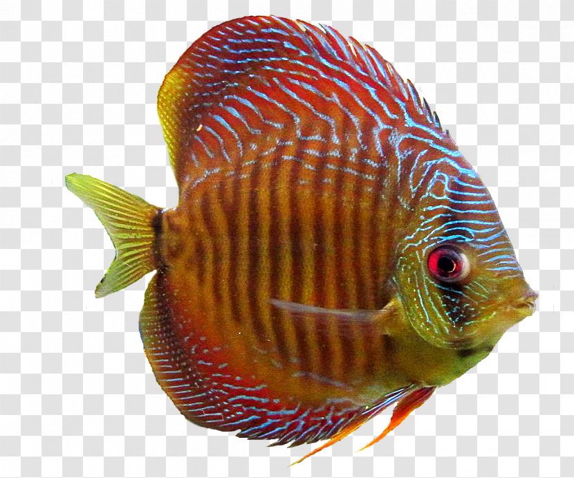 Goldfish Aquarium Ornamental Fish - Raster Graphics Transparent PNG