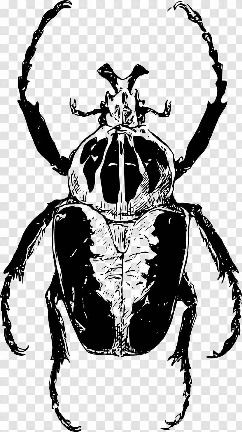 Atlas Beetle Goliathus Clip Art - Black And White Transparent PNG