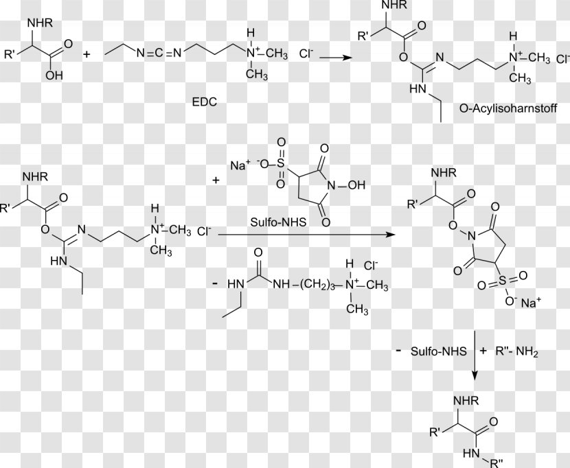 Carboxylic Acid N-Hydroxysuccinimide Carbodiimide N-Hydroxysulfosuccinimide Sodium Salt Ester - Hydroxybenzotriazole - EDC Transparent PNG