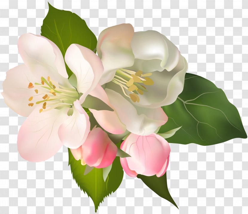 Floral Design Wisgoon Flower Clip Art - Floristry - Blossom Spring Fower Image Transparent PNG
