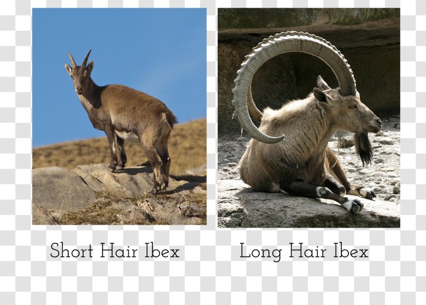 Alpine Ibex Goat Horn Chamois Deer - Homo Sapiens Transparent PNG