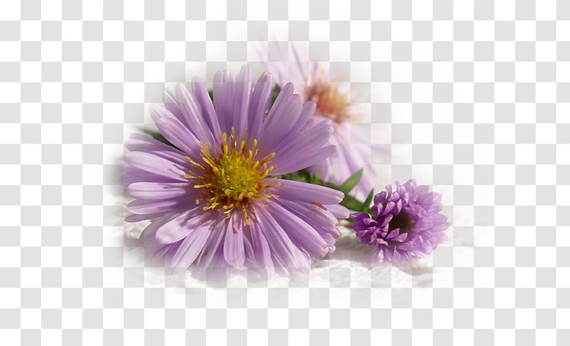 Painting Garden Cosmos Internet Forum Photograph Shape - Gratis Transparent PNG