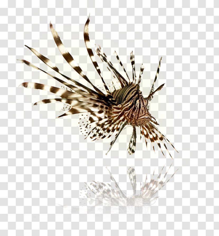 Indo-Pacific Red Lionfish Spotfin - Fish Transparent PNG