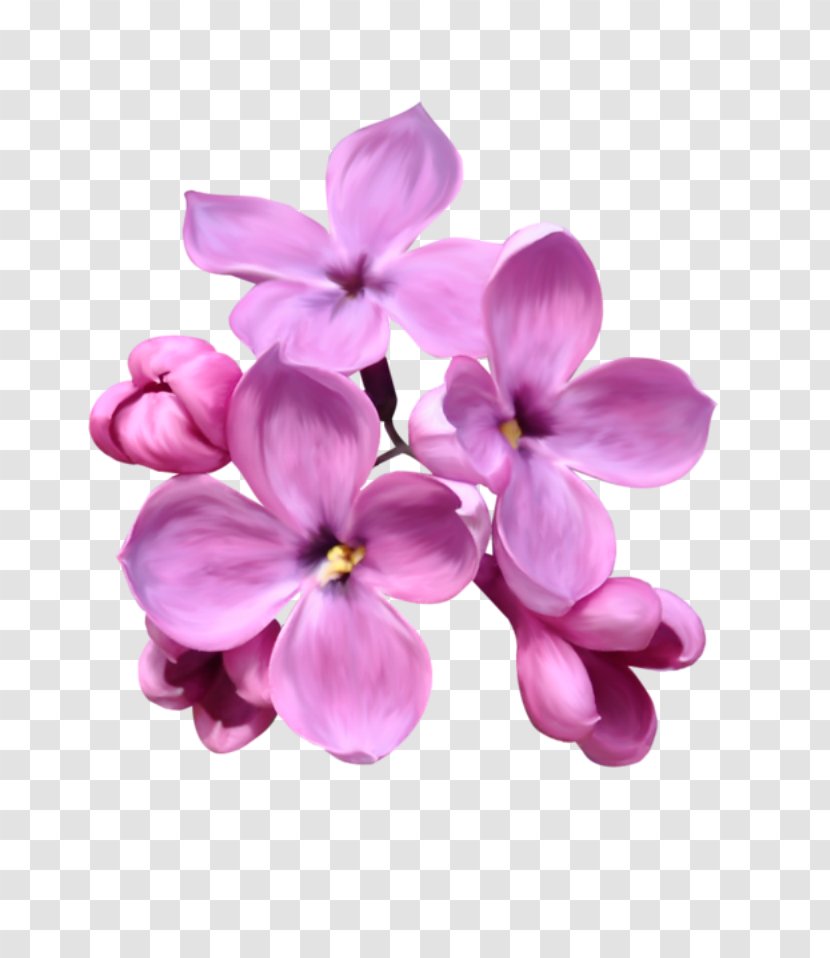 Drawing Of Family - Magenta - Moth Orchid Impatiens Transparent PNG