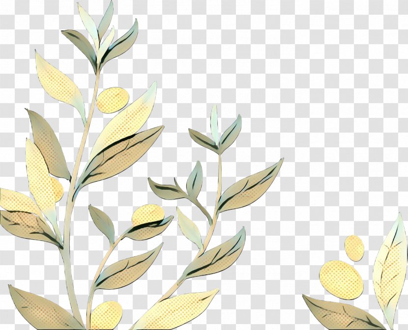 Olive Oil Leaf Image - Flowering Plant - Anise Transparent PNG
