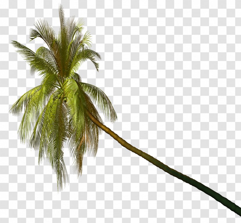 Coconut Palm Trees Image Clip Art Transparent PNG