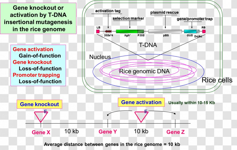 Transfer DNA Insertional Mutagenesis Gene Knockout - Brand - Farmer Rice Transparent PNG