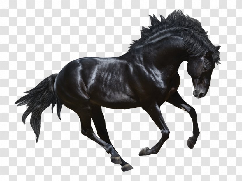 Stallion Andalusian Horse Appaloosa Black Stock Photography - Gray - Dark Transparent PNG
