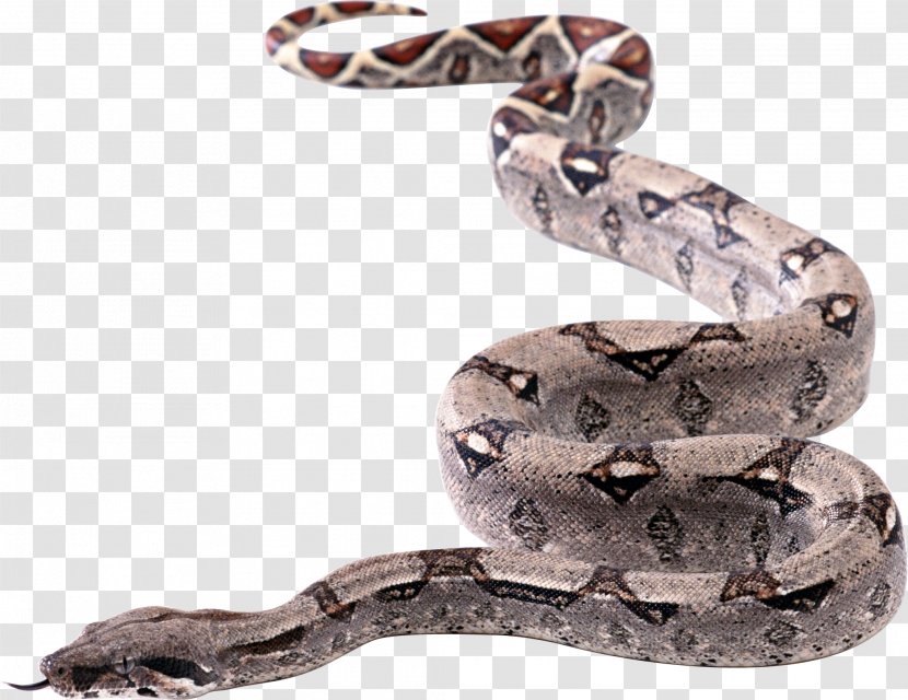Snakes - Boa Constrictor - Snake Image Picture Download Free Transparent PNG